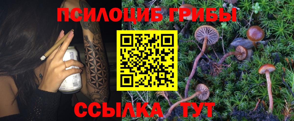 Псилоцибиновые грибы Psilocybe Крымск